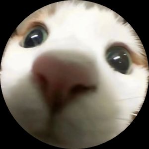 锦鲤耶